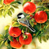 Sparrow Sitting on Apples Tree